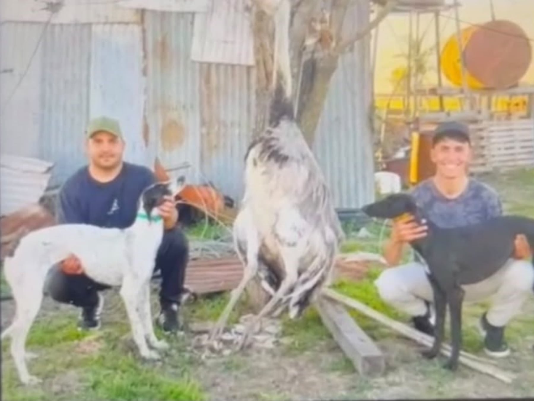 Pergamino: dos hombres fueron imputados por matar a un ñandú con galgos en un campo rural