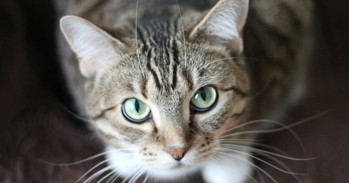 Una investigación masiva sobre gatos deja una alerta que también atañe a los humanos