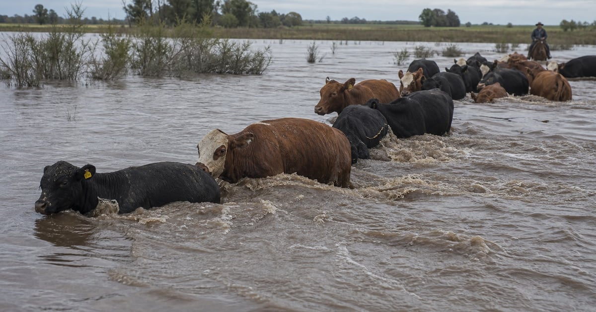 La crecida del Paraná en Corrientes golpea la oferta de carne y ya se siente en Cañuelas