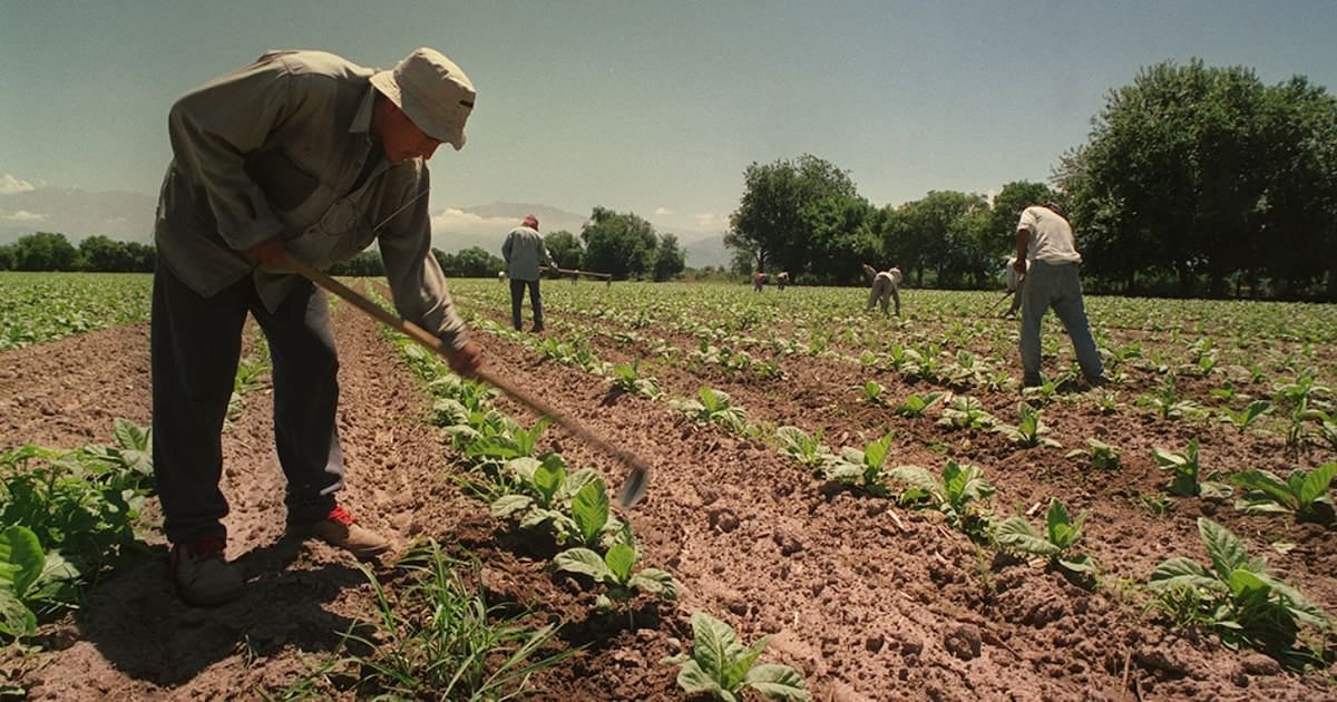 Asignaciones familiares rurales temporarias: el Gobierno extendió por doce meses el piso equivalente a la AUH
