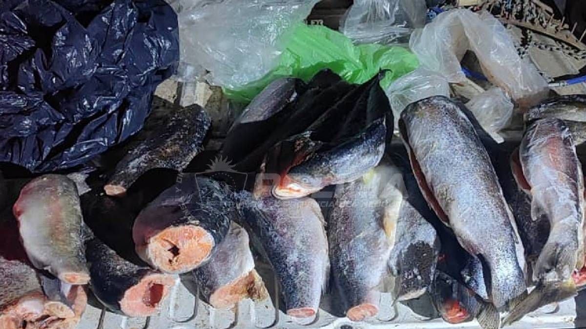 Se viene la temporada de pesca en la Patagonia: qué se puede hacer antes del 1 de noviembre en los embalses neuquinos